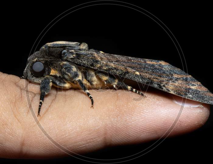 Close Up Of Lesser Death'S Head Hawkmoth