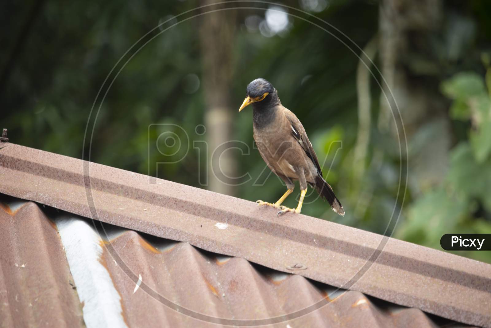 Mynah Is Standing On Tin Shed House And Looking Somethings For Eat. Common Myna Finding Food.The Common Myna Or Indian Myna In Bangladesh,Asia.Back Side And Font Side Of Myna.Acridotheres.Wildlife