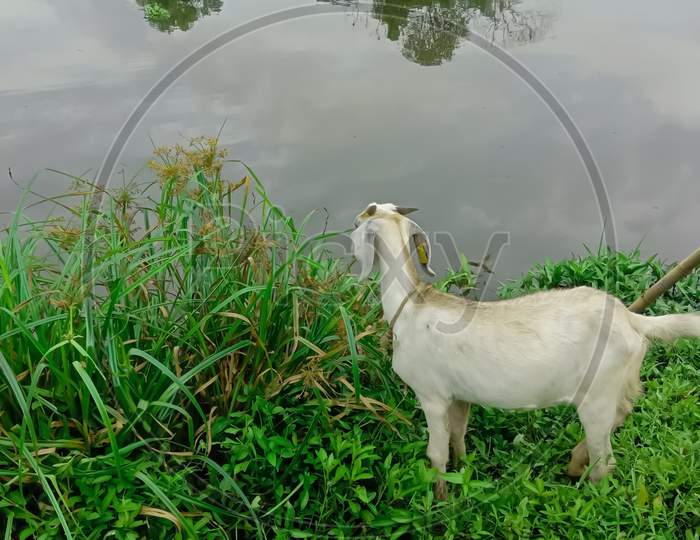 Goat eats scirpus plants on the banks of the river, chitrappuzha river in irumpanam,ernakulam,at sunset.kerala