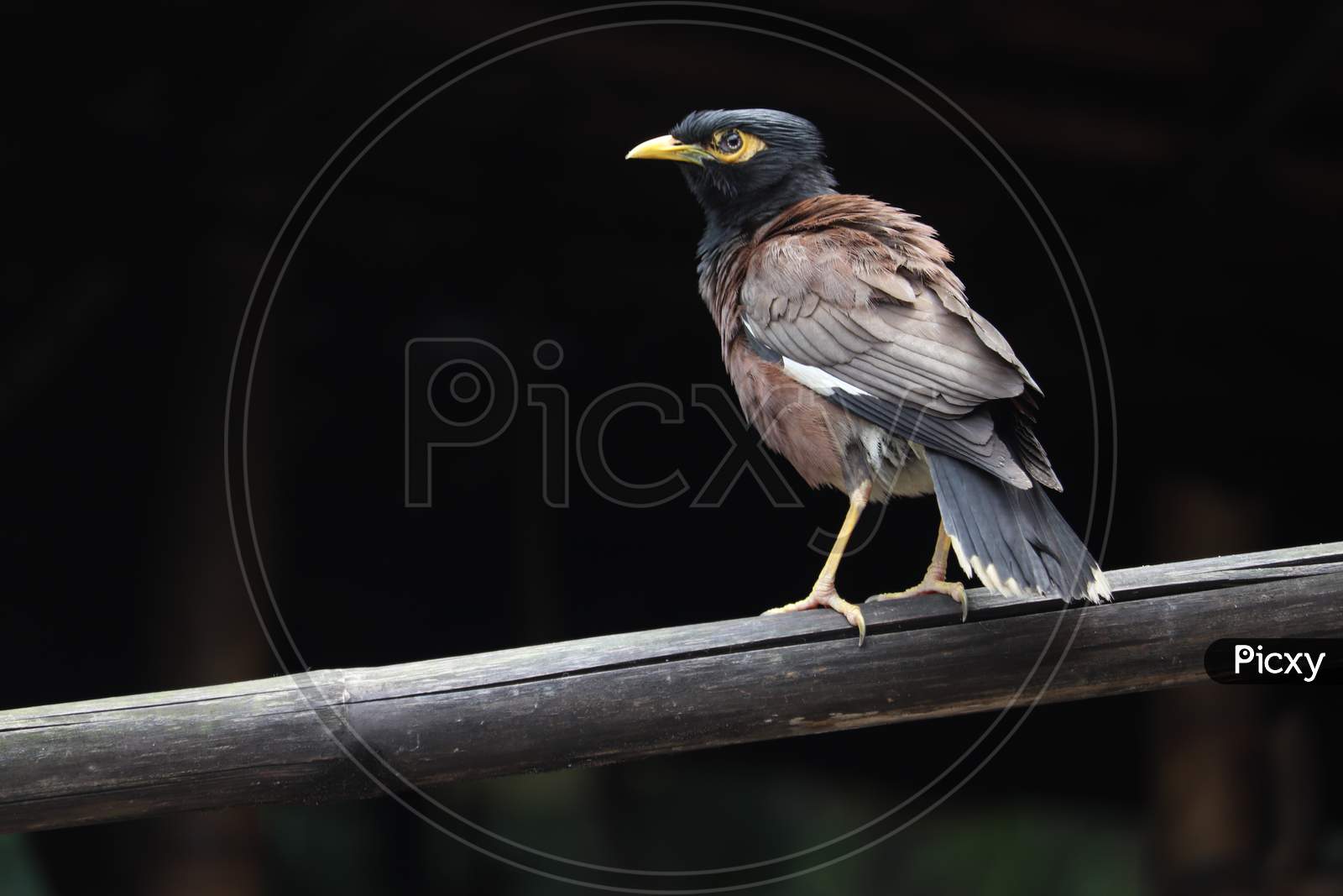 Mynah Is Standing On Old Bamboo And Looking Somethings For Eat. Common Myna Finding Food.The Common Myna Or Indian Myna In Bangladesh,Asia.Back Side And Font Side Of Myna.Acridotheres.Wildlife