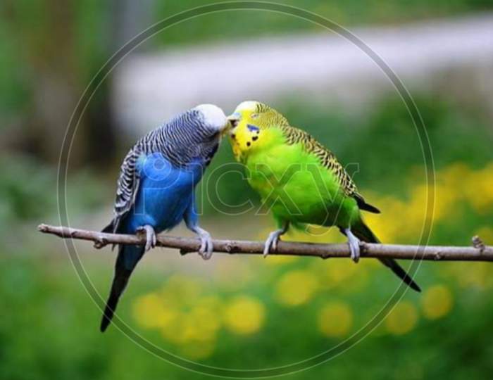 Parakeet bird love