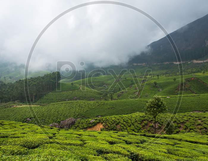 Lush green tea plantation covered with dense fog