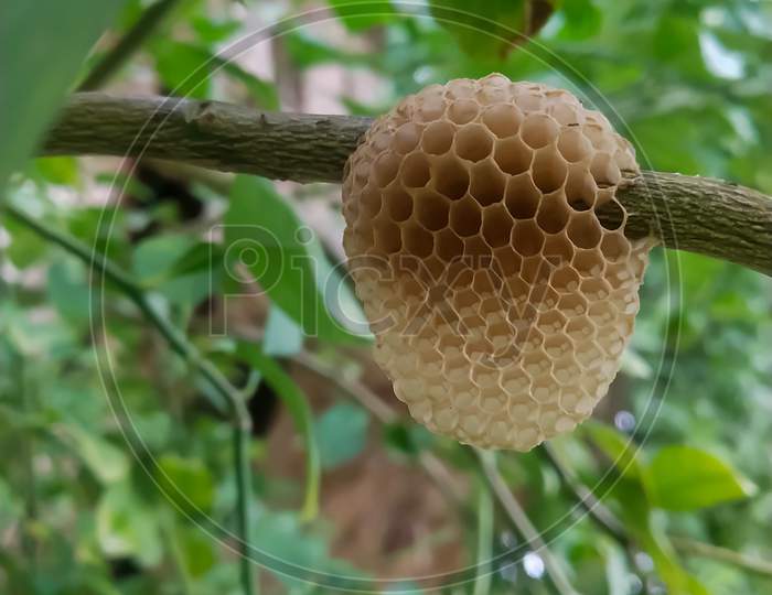 Empty honeycomb on the tree