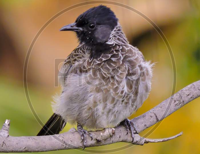 Asian Red Vented Bulbul Early Morning On Tree 'Selective Focus