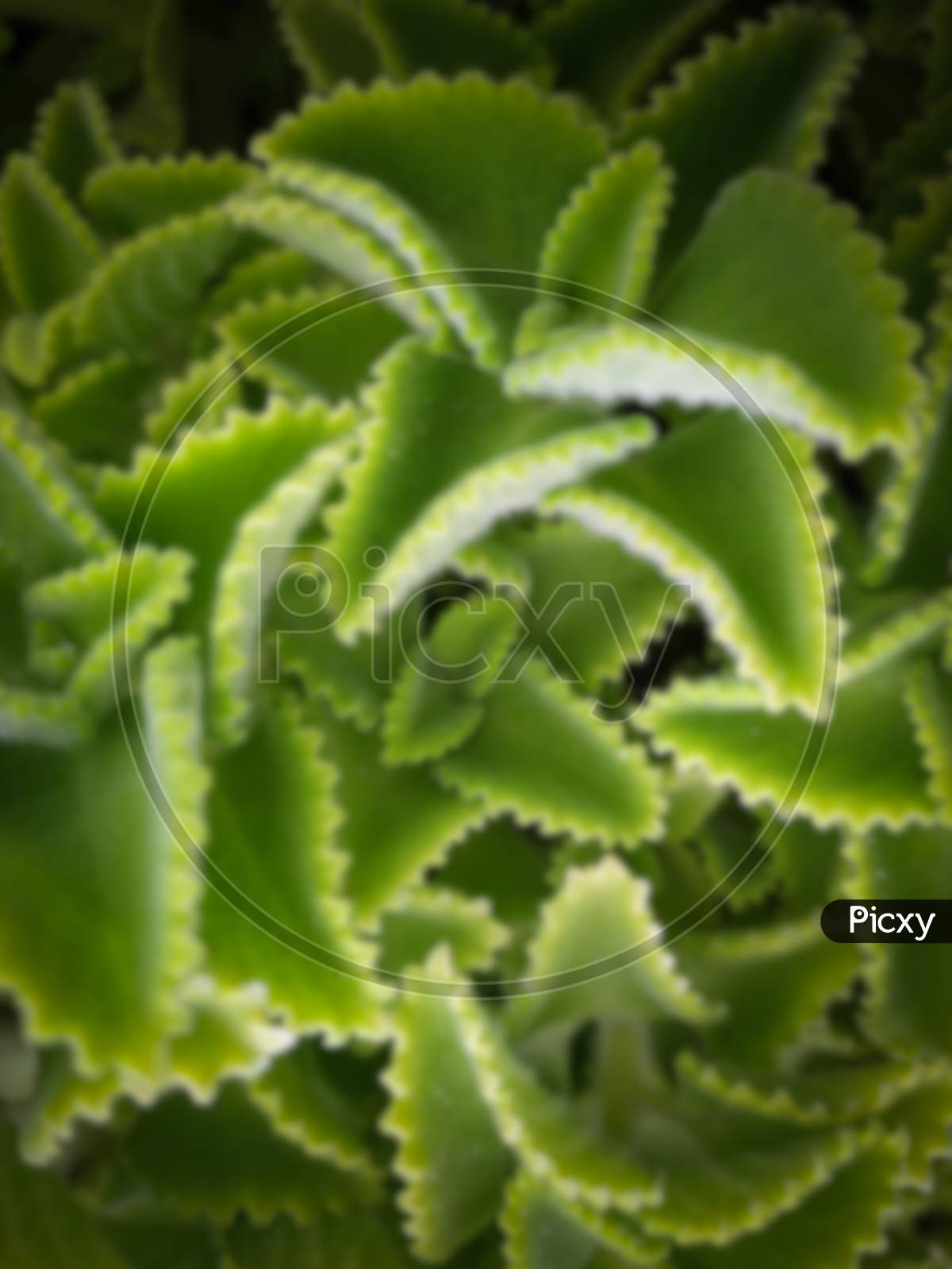 spongy leaves of celery plant, related blur.