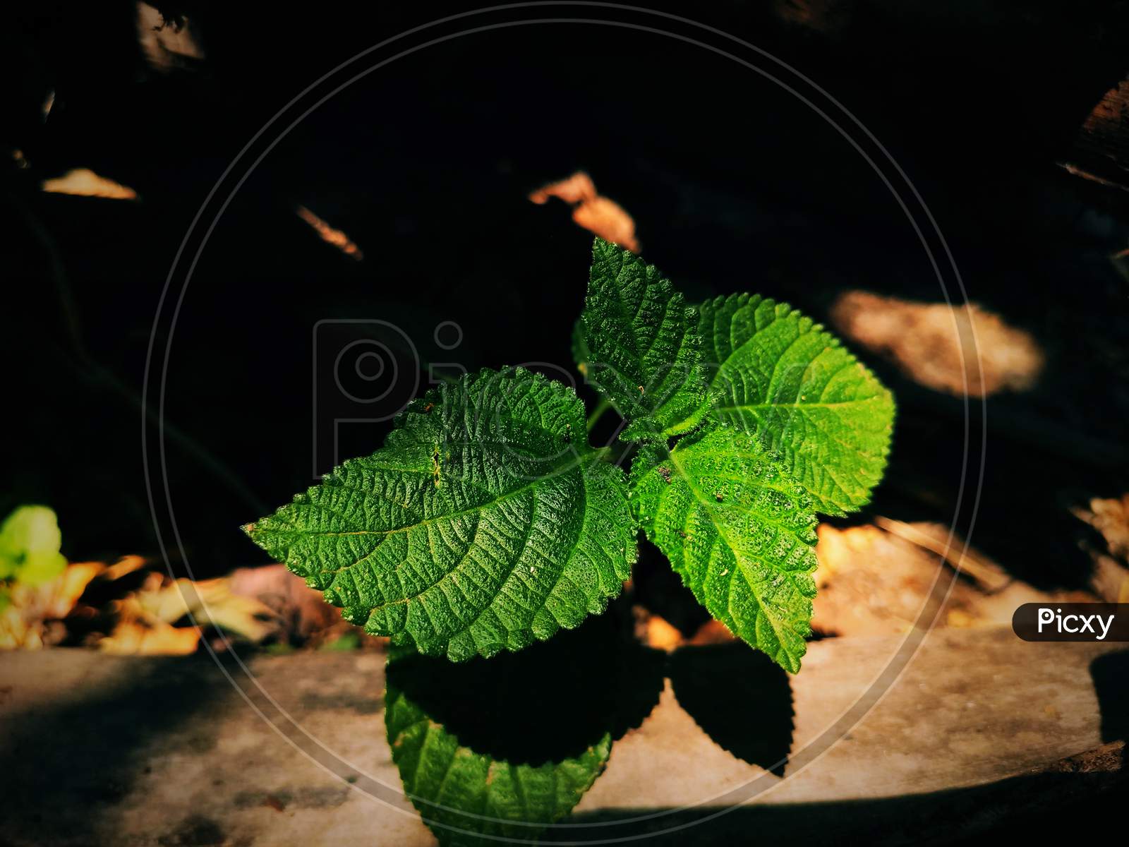 green leaf photography, macro photography