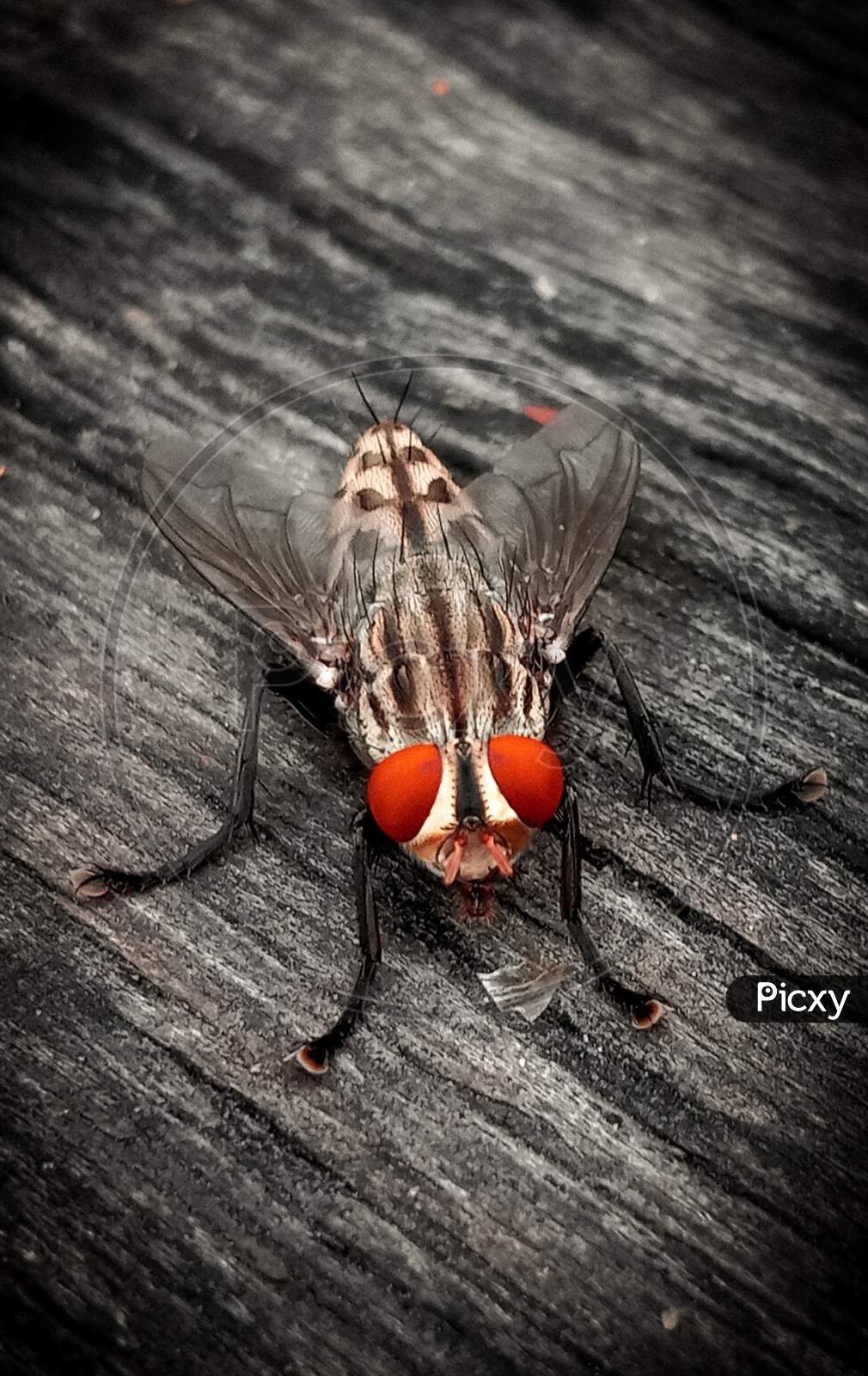 The Closed pic of housefly