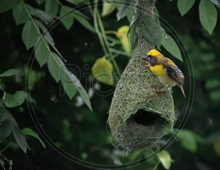 Yellow weaver bird coming out from it's nest created on the tree branch.