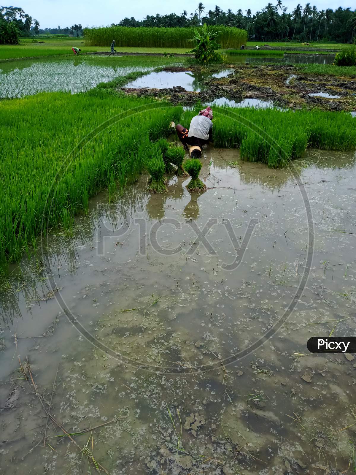 Farmer, A farmer working on the rice field