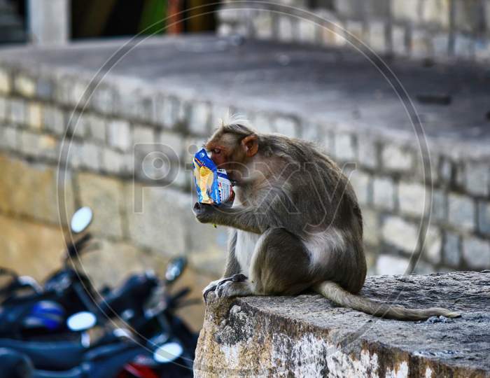 A Monkey Eating Potato Chips In Bangalore City Located In South India
