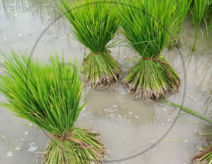 Bundle of Paddy's seeds, little rice tree