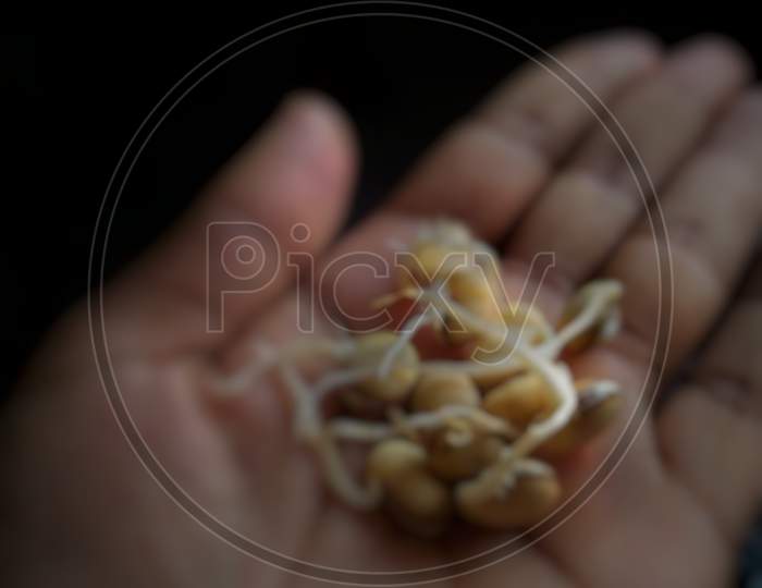 Heap of hyacinth seeds on palm of hand