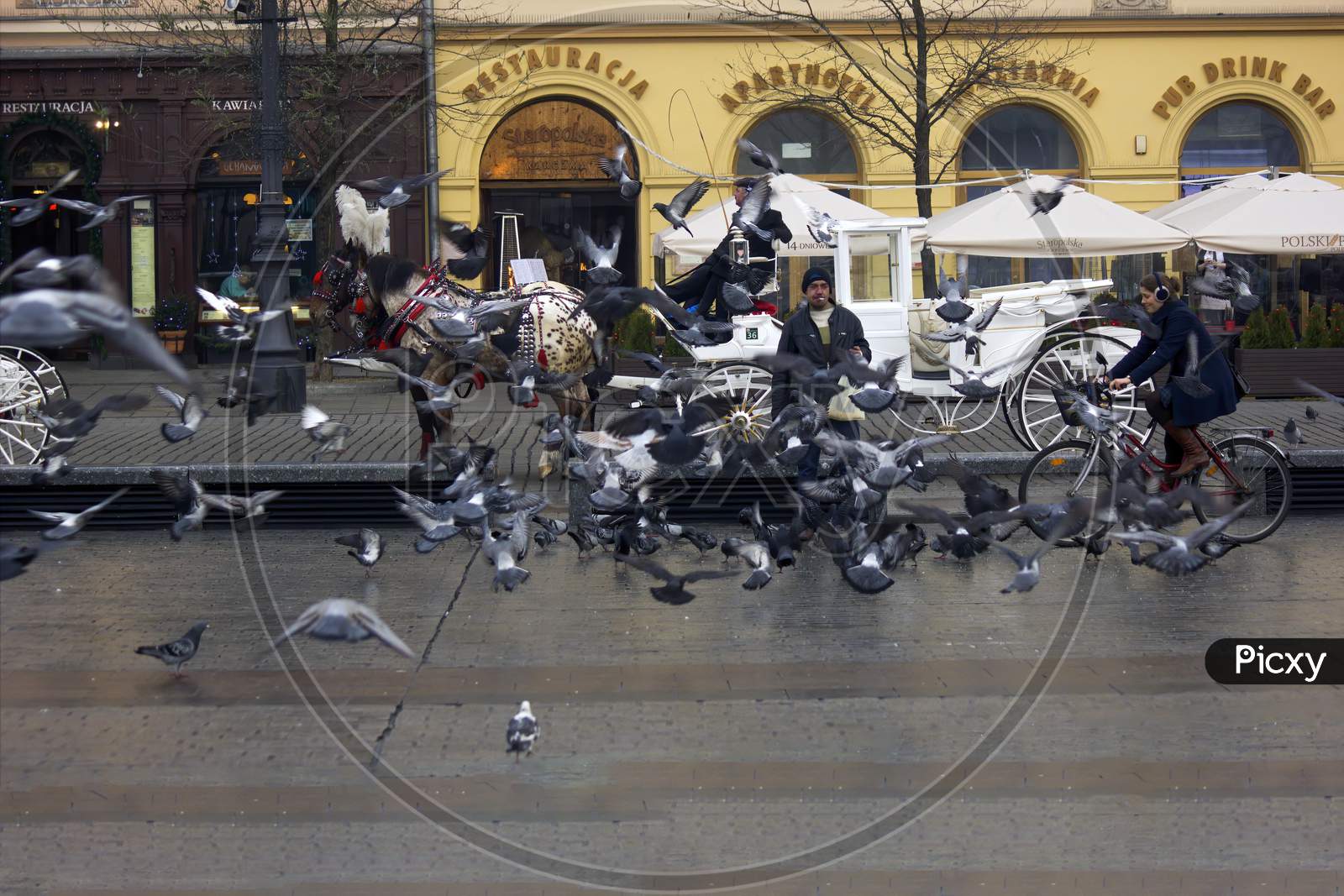 Krakow, Poland - December 16, 2014: A Man Feeding Pigeons Bird And A Female Rides A Bicycle At A City Center Main Square During Christmas Eve
