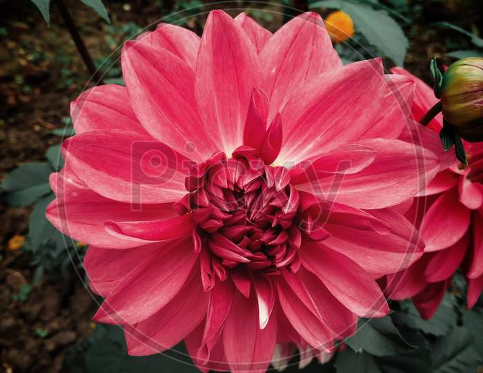 Red Dahlia flower