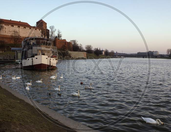 Krakow, Poland - Vistula River With Swans Next To Wawel Castle Against Clear Blue Sky