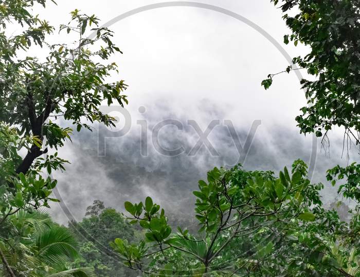 Oak tree branches in the Indian western ghats against a fog rolling over the forest.