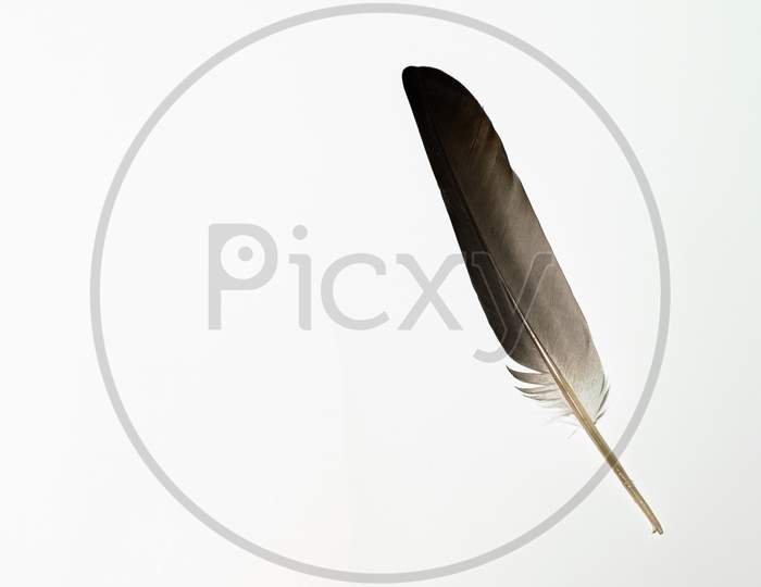 A Brown Feather In A White Background