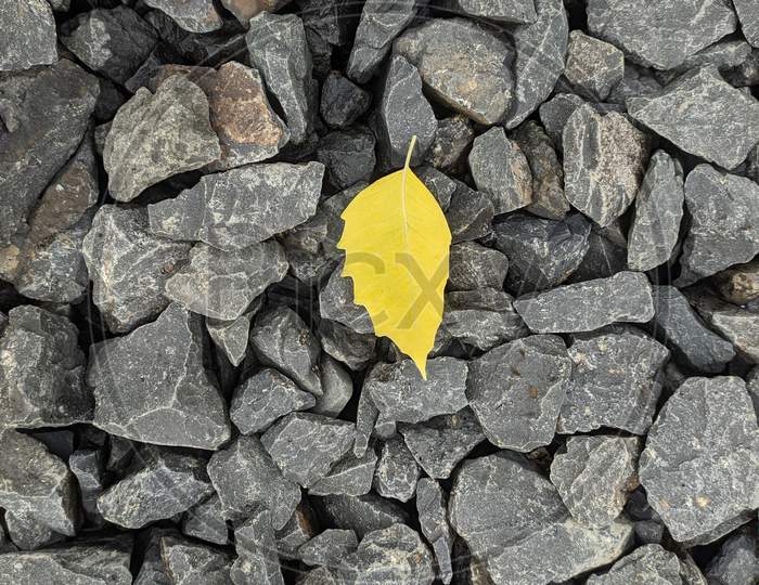 Yellow Leaf On Hard Grey Rock