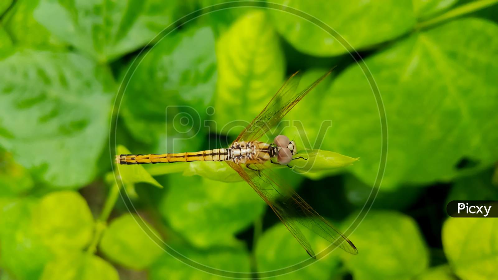 Dragonfly on the green Leaf
