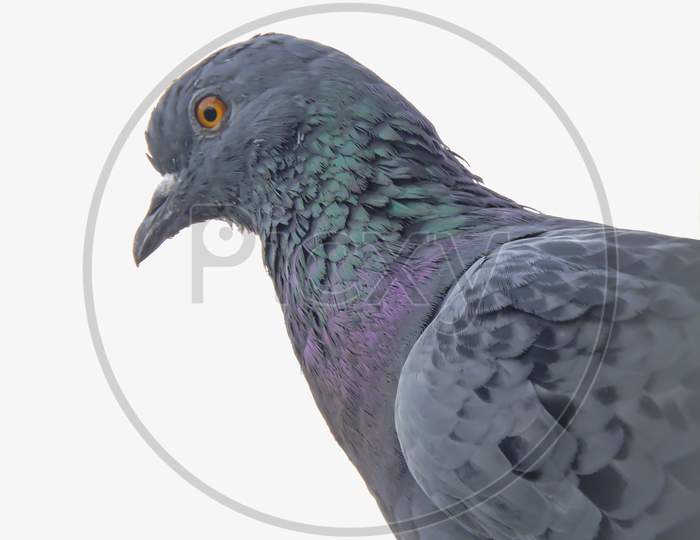 Asian Pigeon Early Morning With White Background Close Shot 'Selective Focu