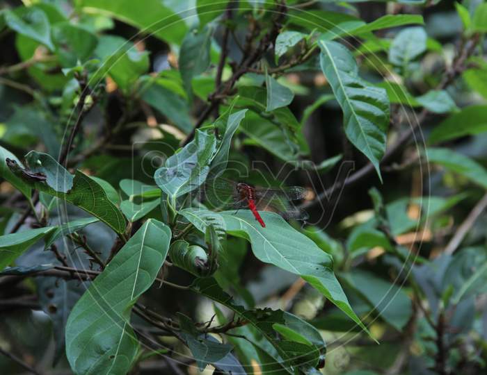The grasshopper is sitting on the leaves of the tree