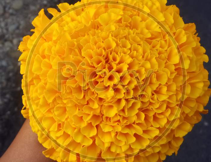 Full bloomed marigold