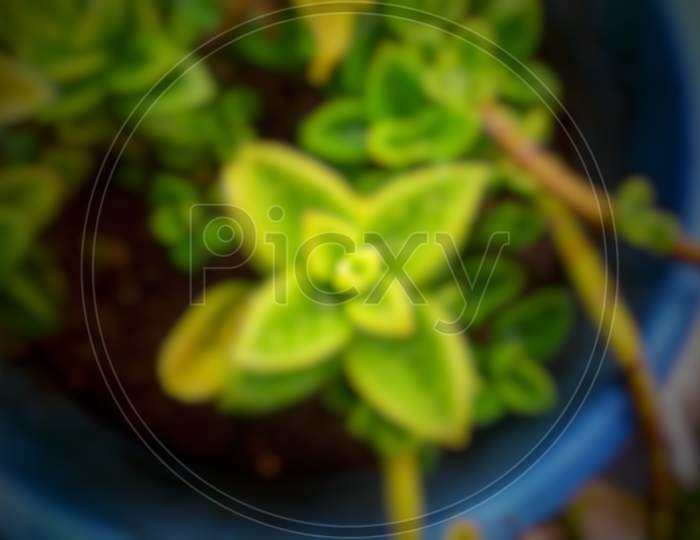 Plant of baby sun rose in flowerpot blurred