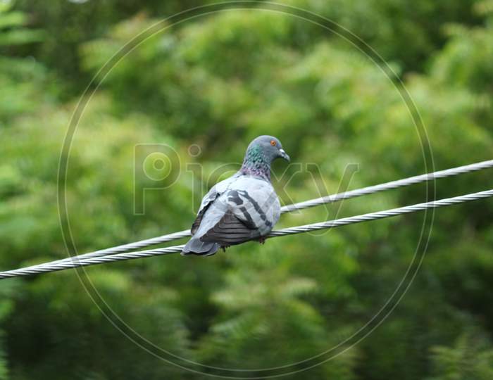 A Single Pigeon Sits On An Electric Line With A Green Background On The Outdoor. A Pigeon Perched On The Electrical Wiring.