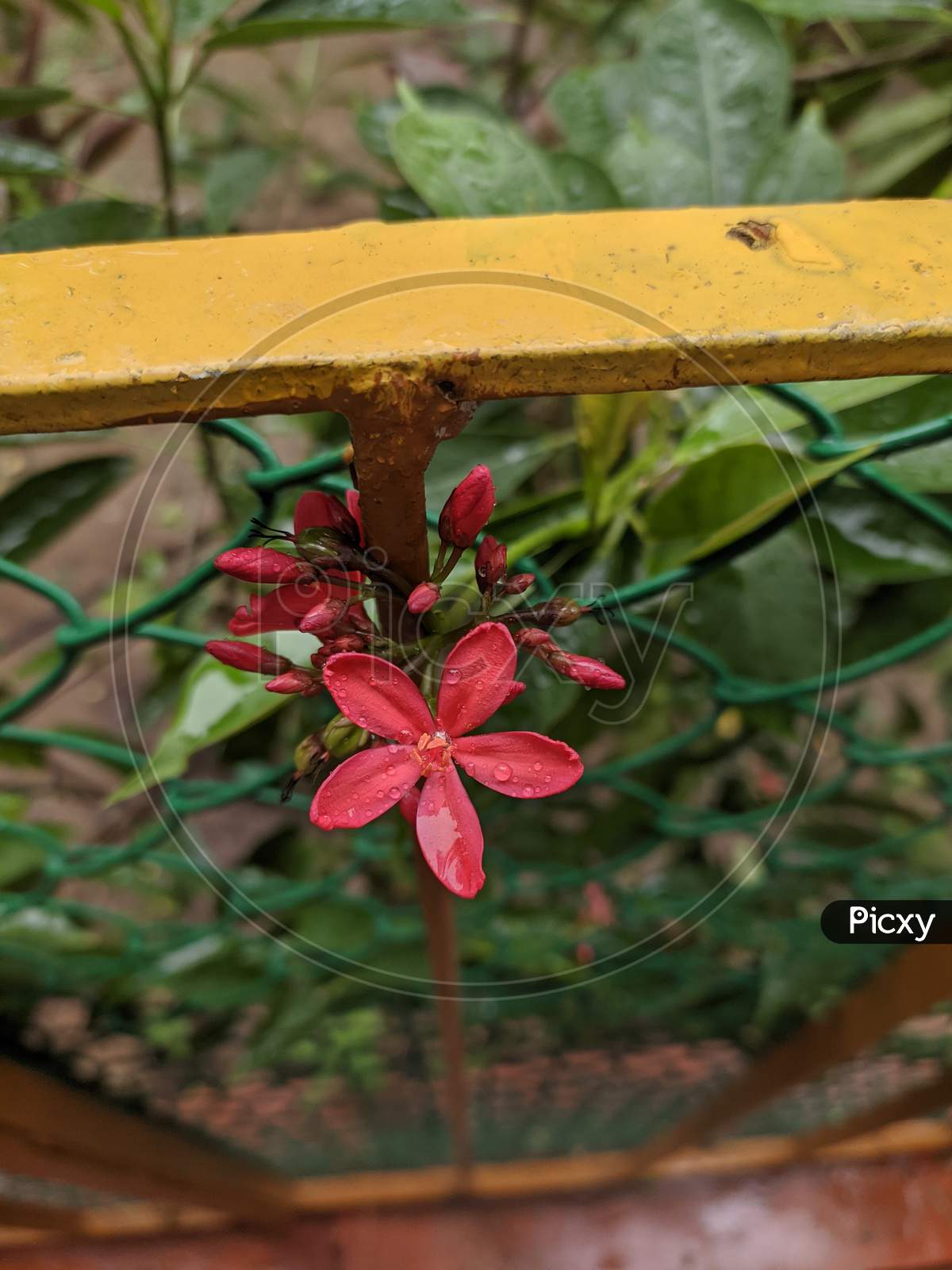 Monsoon Water Drops On Red Flower