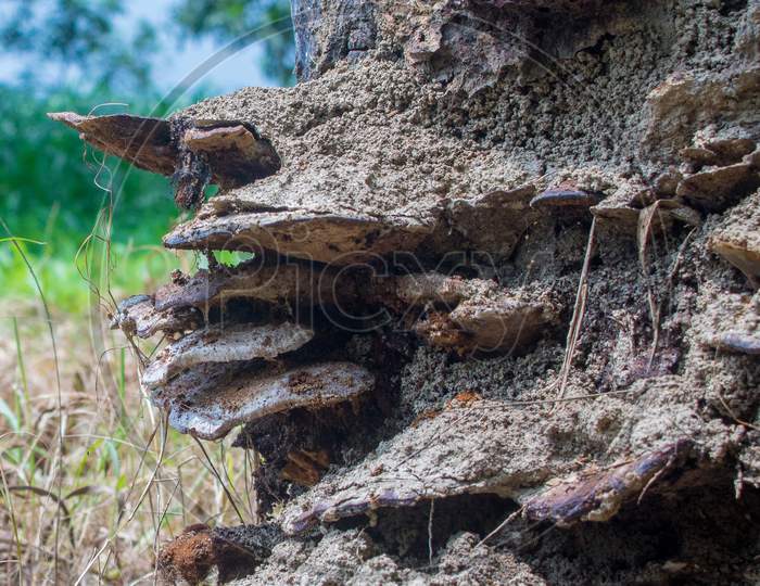 Close Up Of Natural Fungus Or Fungi On A Tree Trunk-Forest
