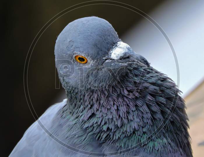 Asian Pigeon Early Morning With White Background Close Shot 'Selective Focus'