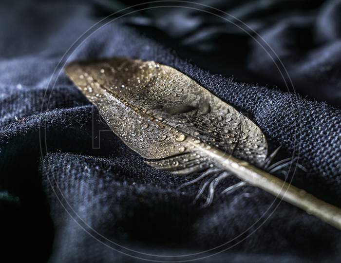 Creative Focused View Of Water Drops On A Feather On A Black Cloth