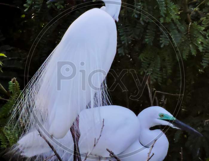 The Great Egret Breeding Time During Monsoon 'Selective Focus'