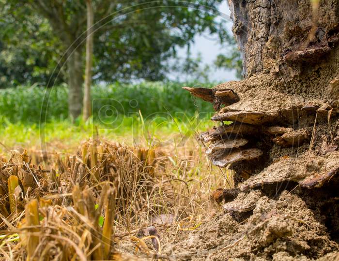 Natural Fungus On The Fields. List Of Fungi Benefits. Close Up Of Natural Fungus Or Fungi On A Tree Trunk-Forest
