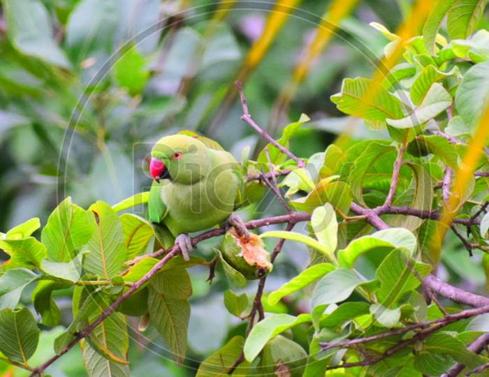 Red round neck parrot