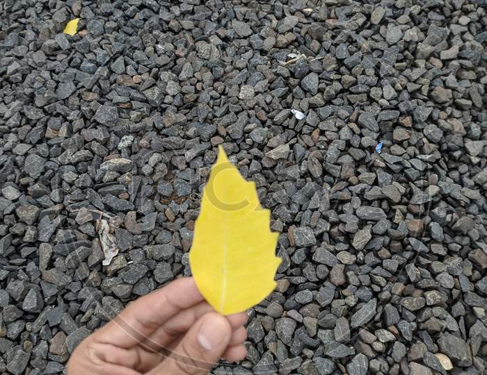 Yellow Leaf With Solid Rock Background