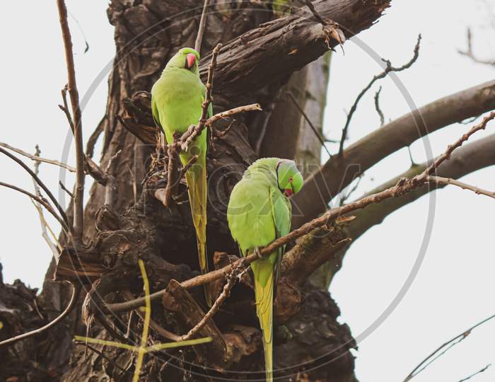 Two green parakeets on a tree