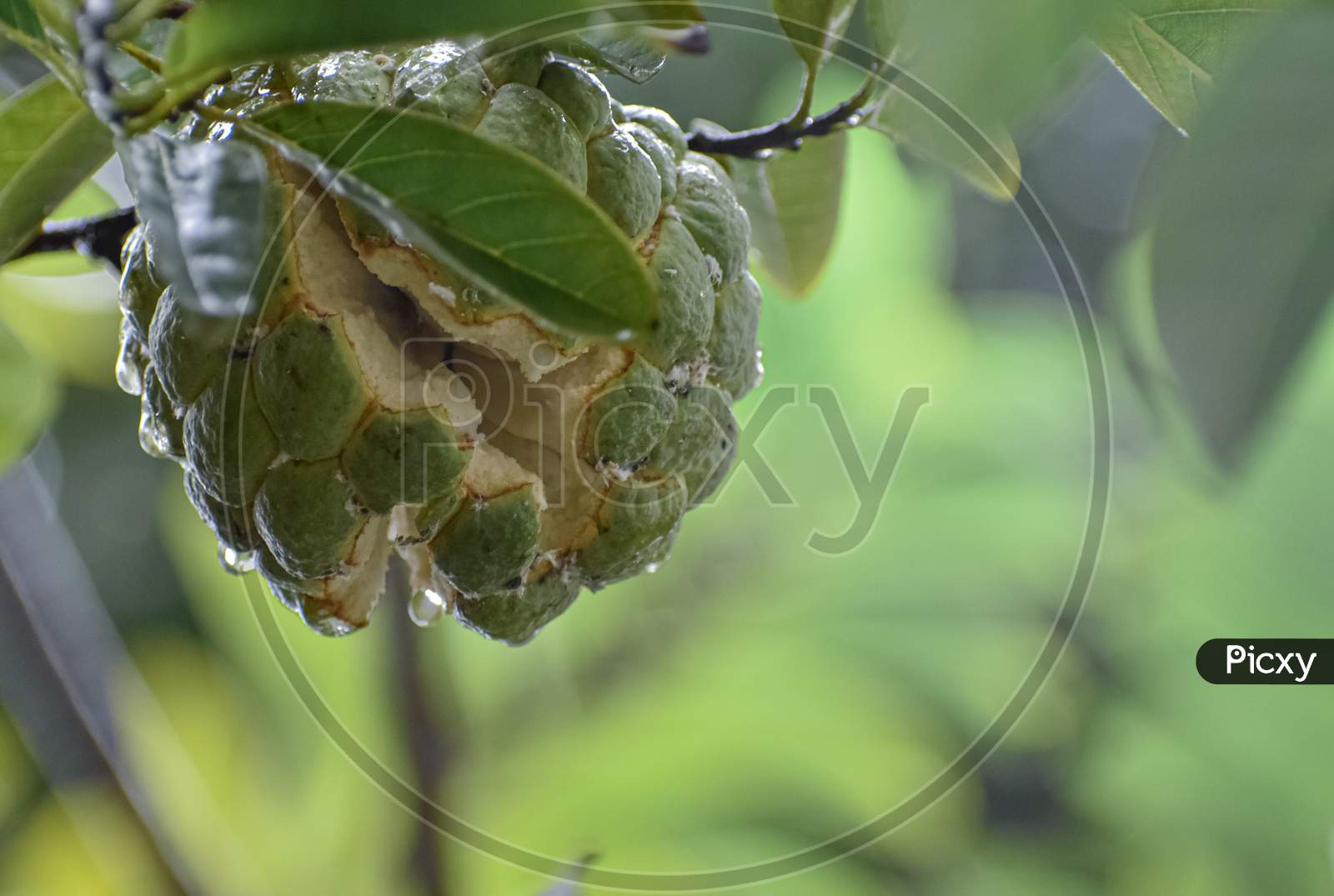 A wet sugar apple on the tree branch with blurry leaves.