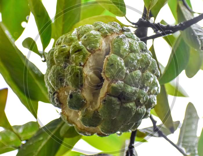 Low angle shot of a wet sugar apple on the tree branch ,opens its cells ,shot on rain.