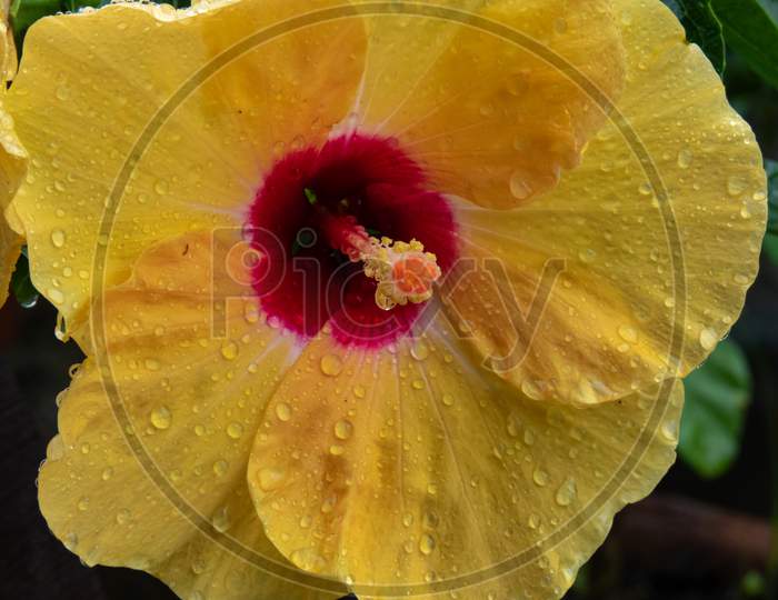 Rain Drop On The Petals Of Yellow Hibiscus.