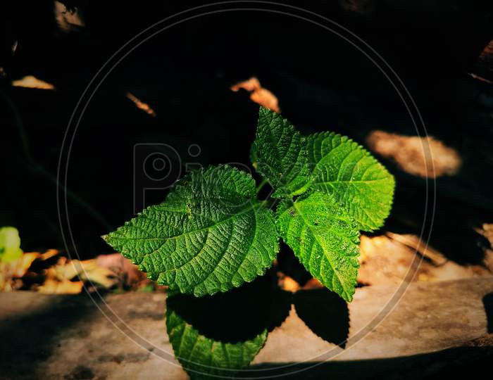 green leaf photography, macro photography
