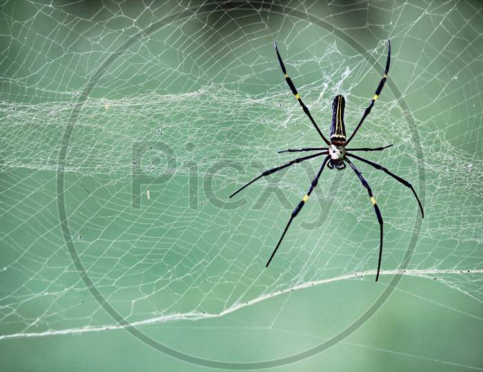 Close Up Shot Of Nephila Pilipes Spider Hanging On Web In Southern Part Of India