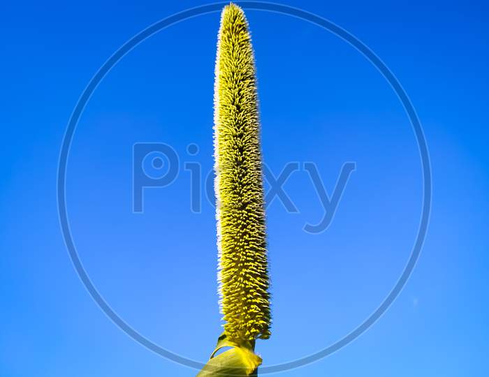 A Ear Of Millet On The Background Of The Sky