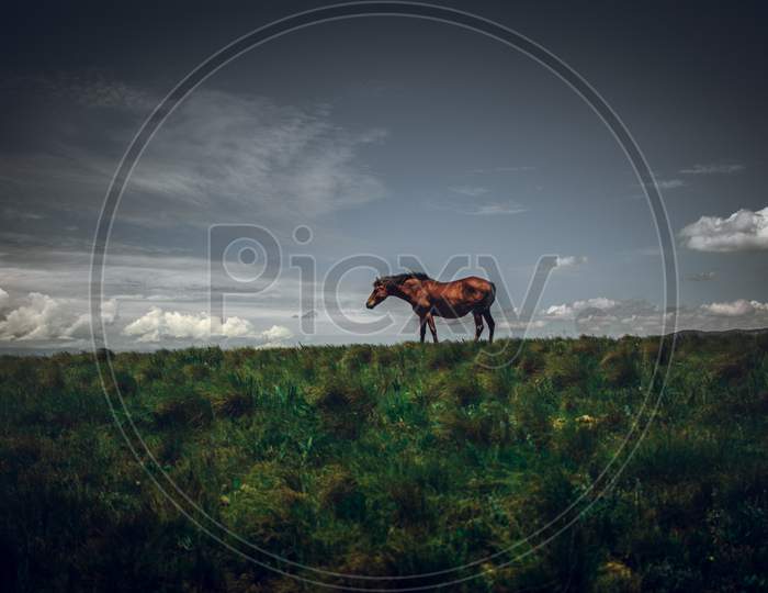 brown horse in pasture grazing taken in drakensberg South Africa