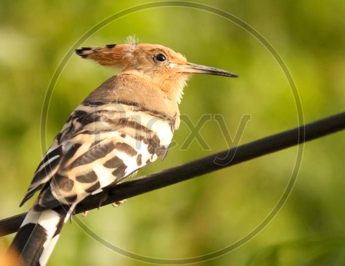 A hoopoe on a wire