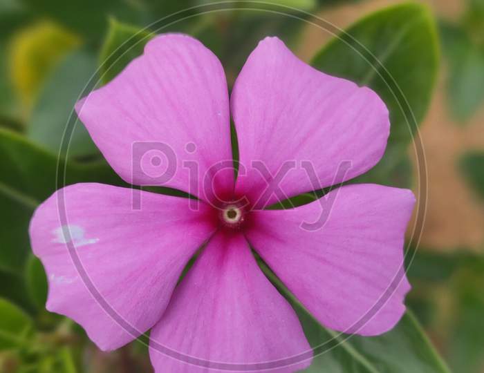 Blooming pink flower.