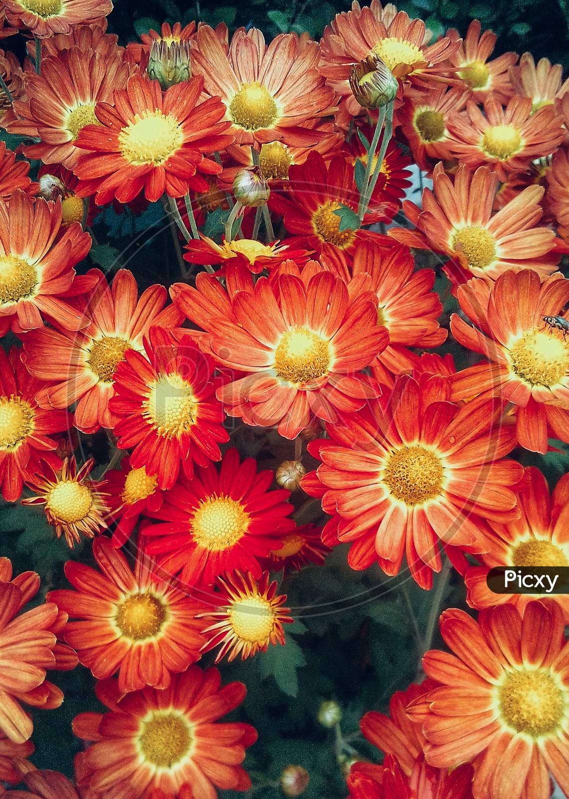 Red Daisy flowers