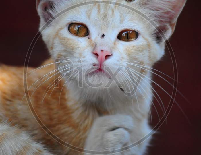 cat 2