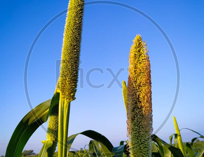 Ears Of Millet On The Background