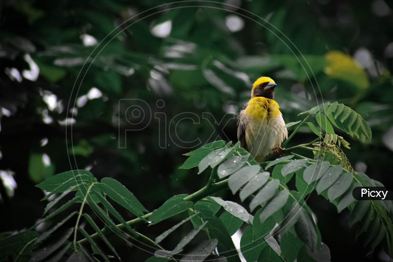 Yellow weaver bird on the tree branch.